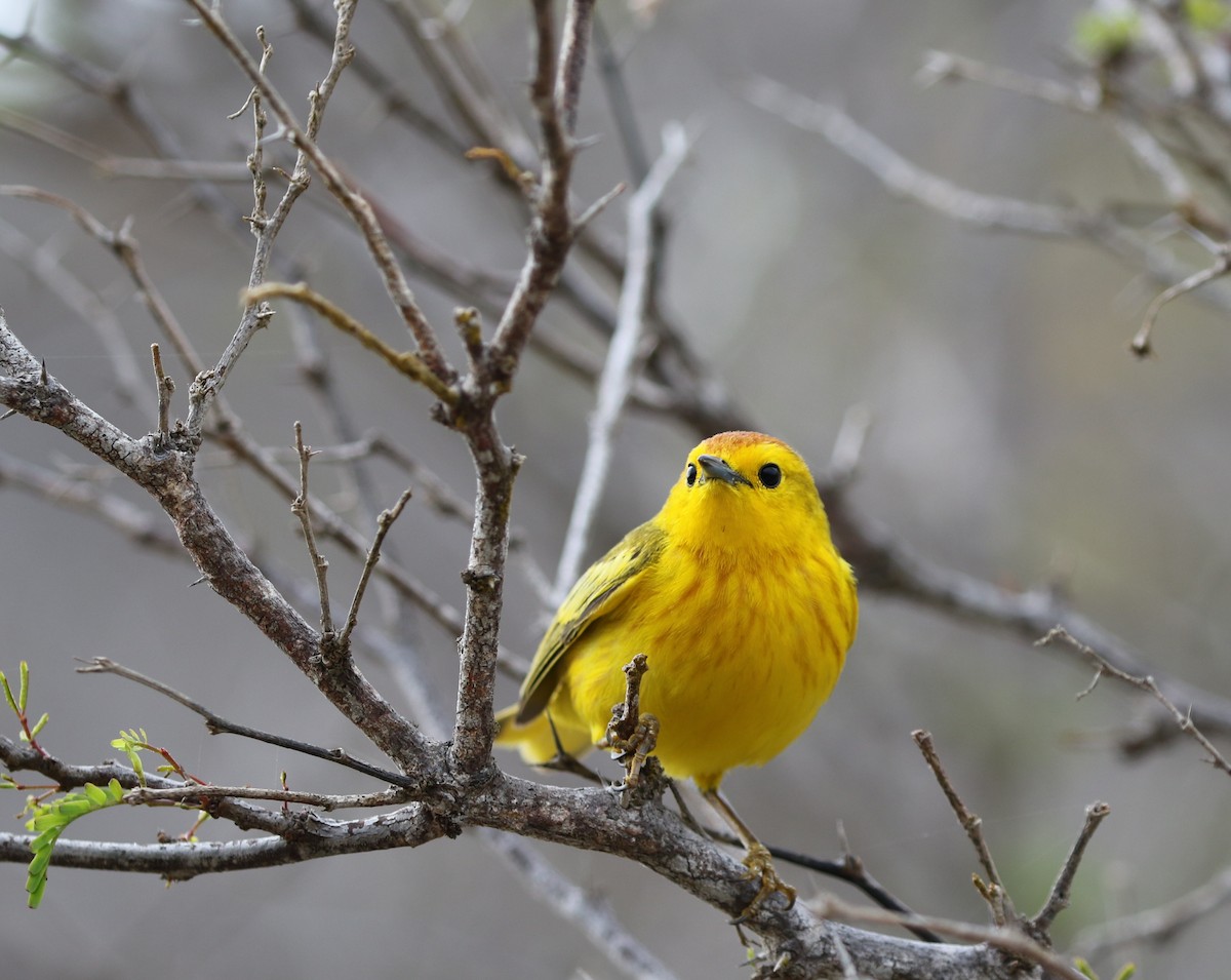 Yellow Warbler (Galapagos) - ML205618571