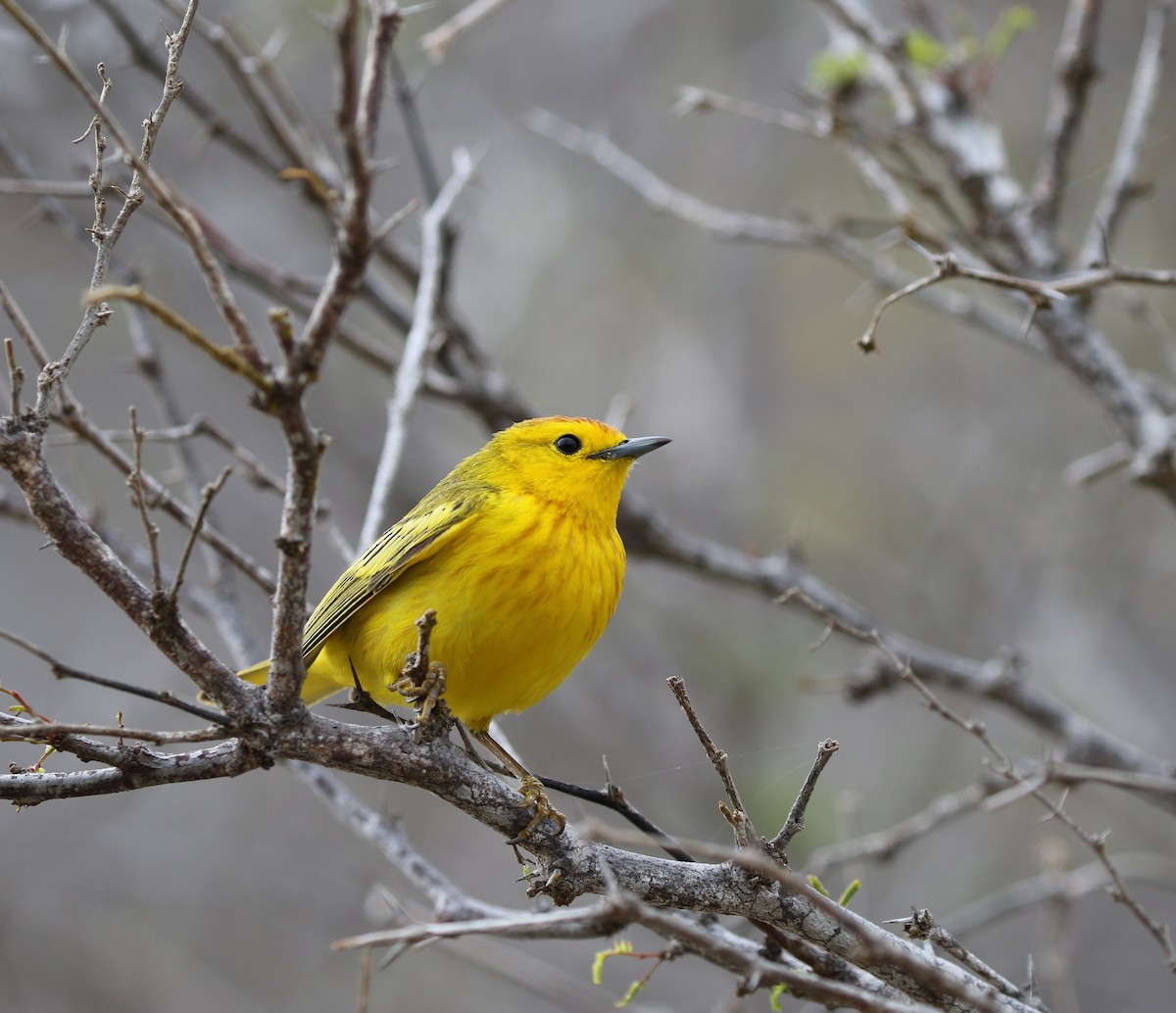 Yellow Warbler (Galapagos) - ML205618581