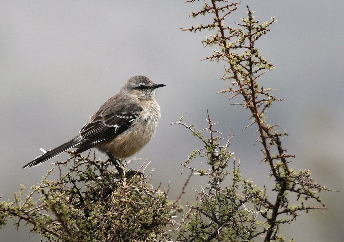 Patagonian Mockingbird - Richard Greenhalgh