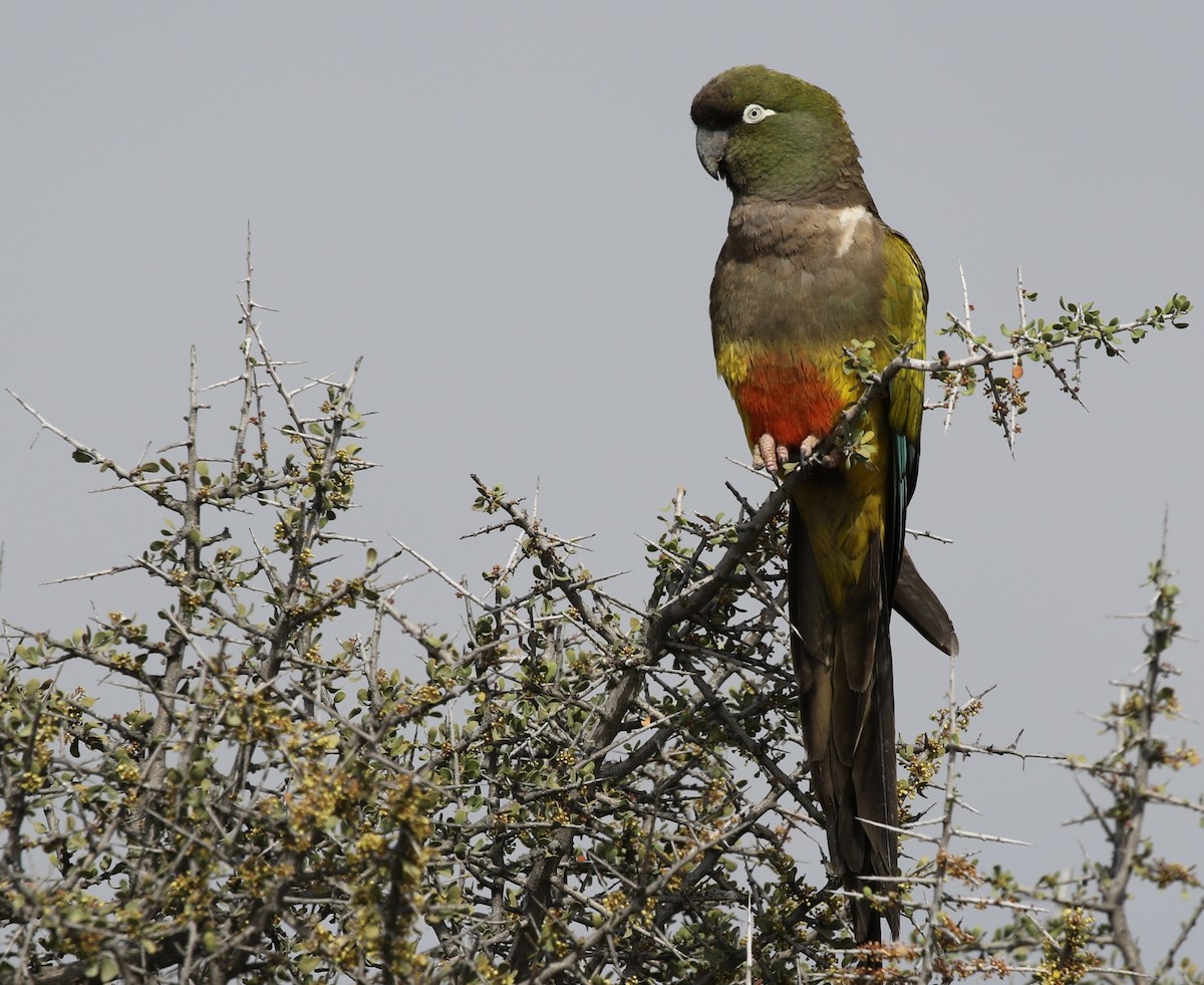 Скальный попугай (patagonus/conlara) - ML205619161