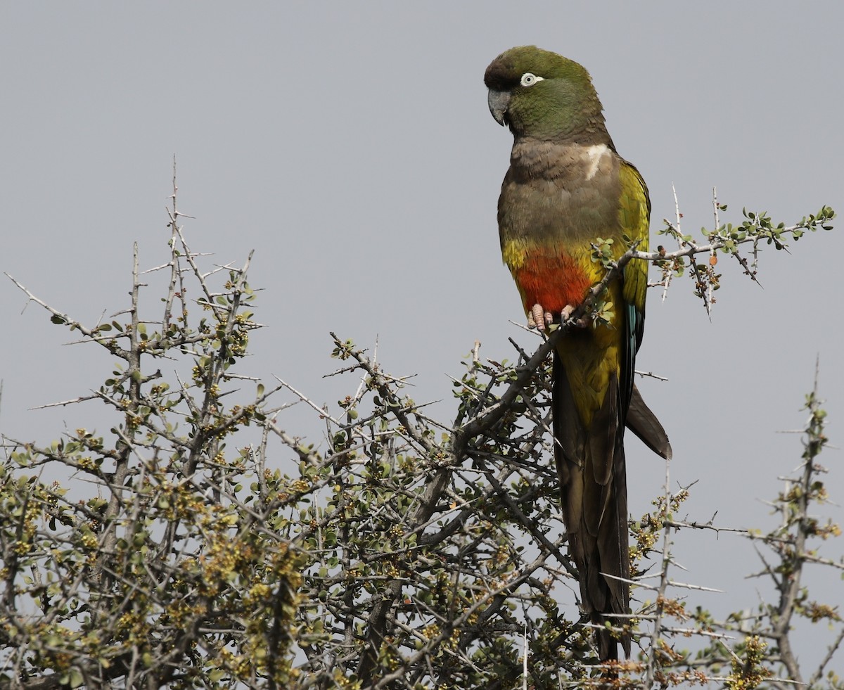 Burrowing Parakeet (Burrowing) - Richard Greenhalgh