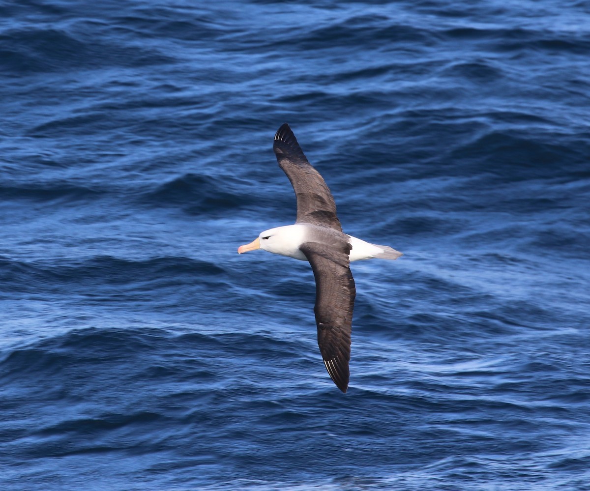 Black-browed Albatross (Black-browed) - ML205619201