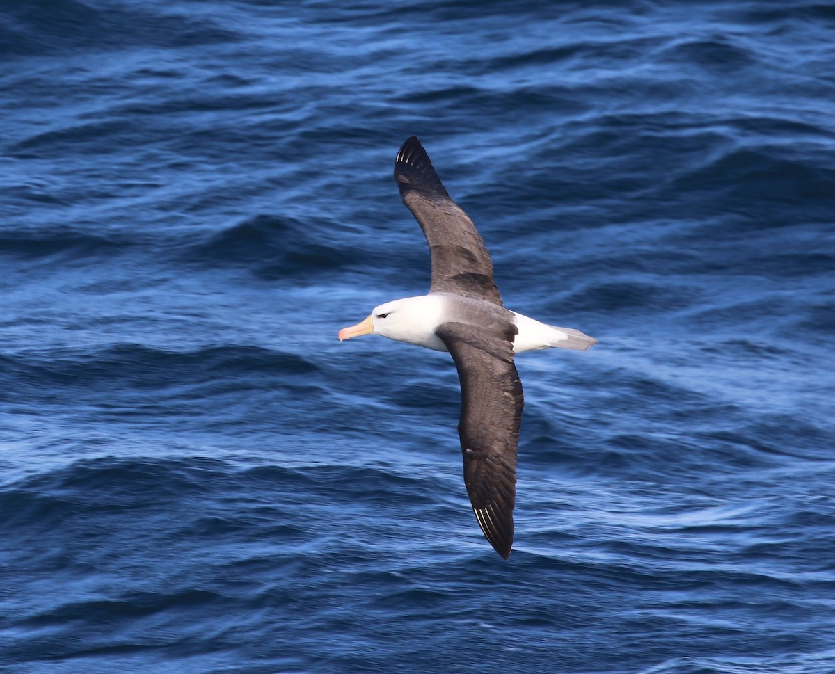 Black-browed Albatross (Black-browed) - ML205619211
