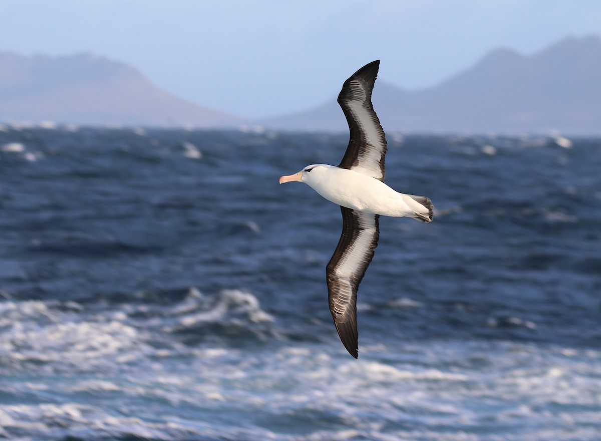 Kara Kaşlı Albatros (melanophris) - ML205619321