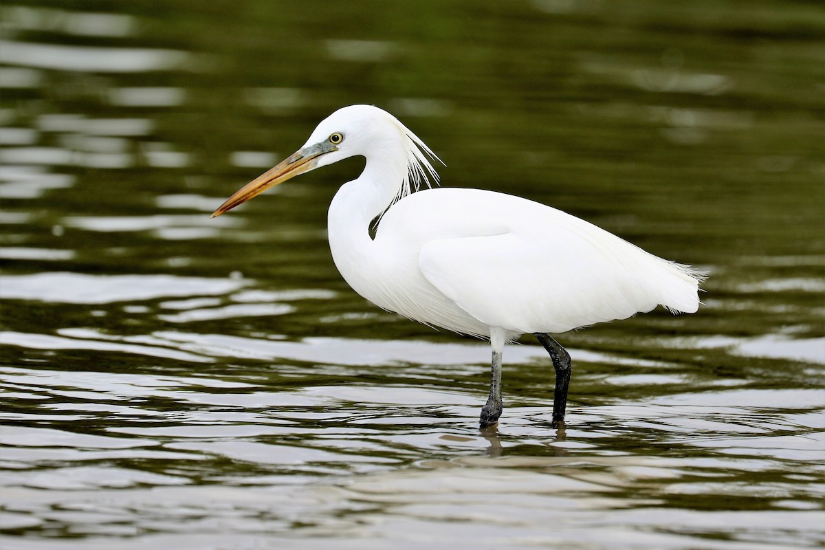 Chinese Egret - John O'Malley