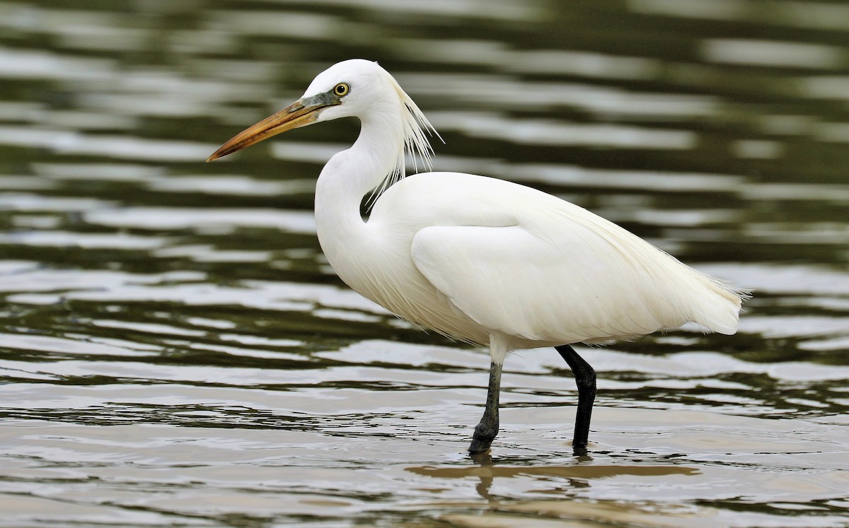 Chinese Egret - ML205619501