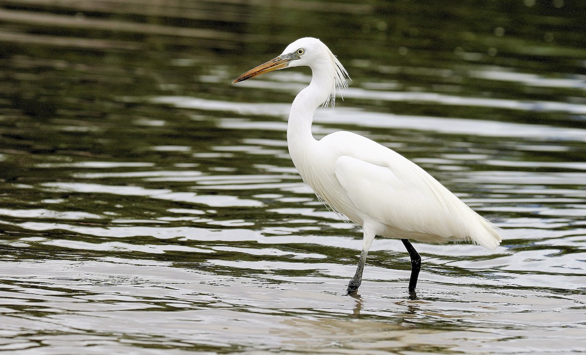 Chinese Egret - John O'Malley