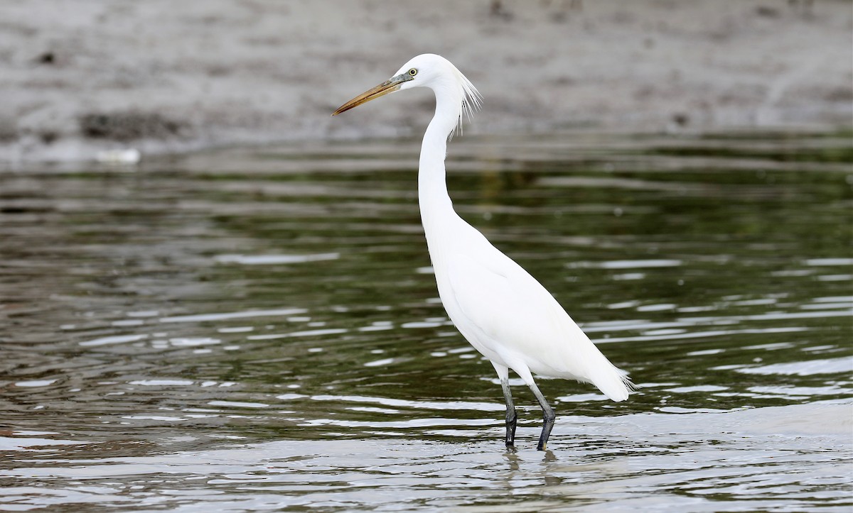 Chinese Egret - John O'Malley