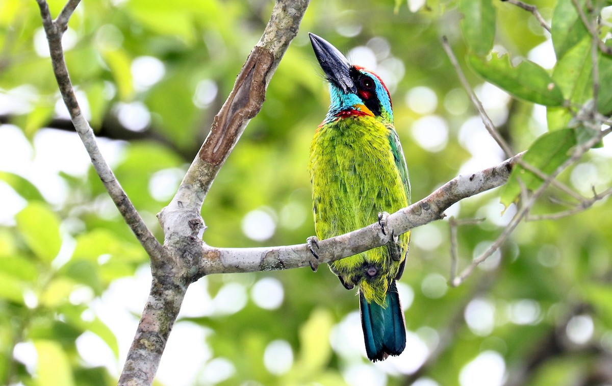 Red-crowned Barbet - John O'Malley