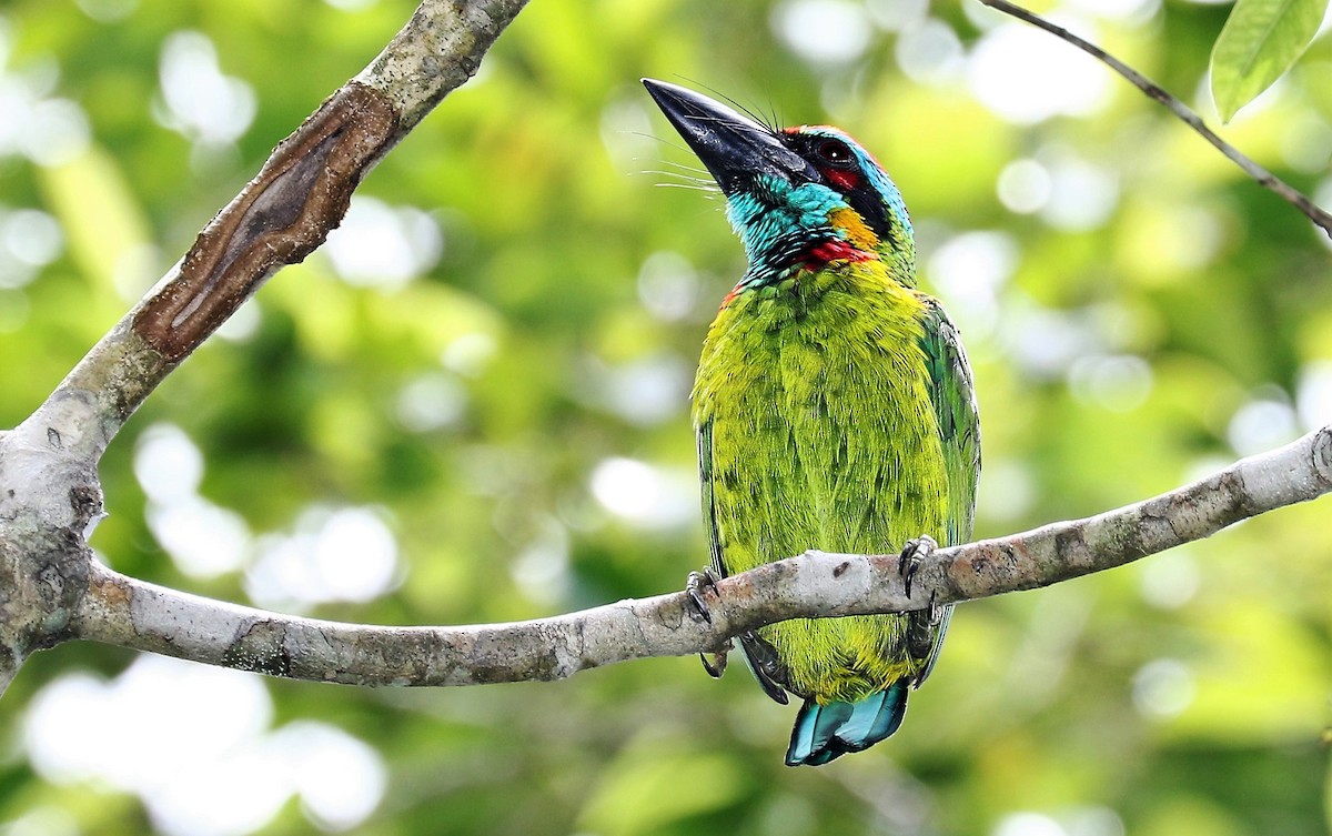 Red-crowned Barbet - John O'Malley