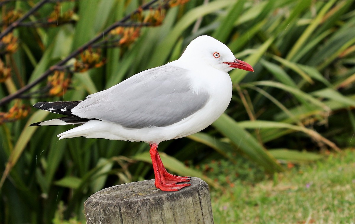 Silver Gull (Red-billed) - John O'Malley