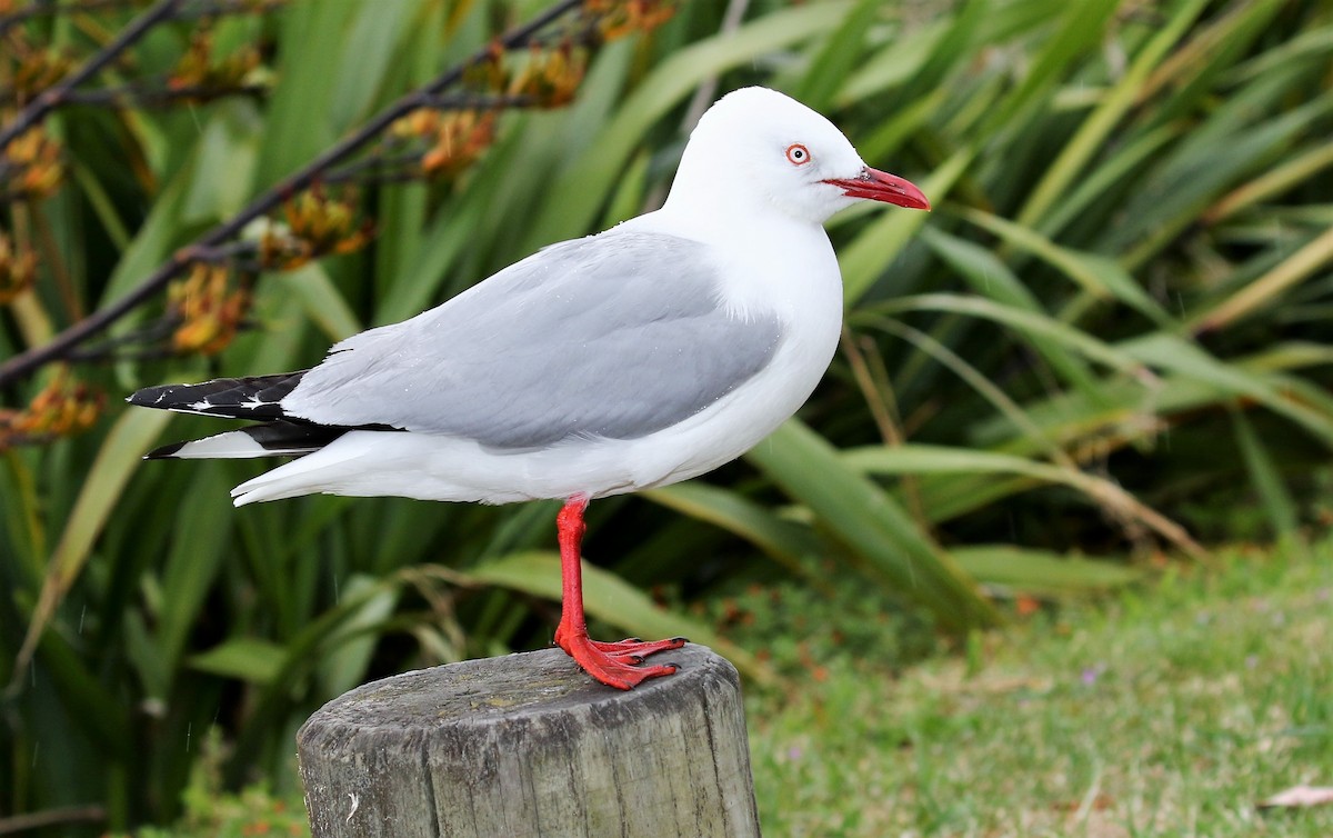 Silver Gull (Red-billed) - John O'Malley