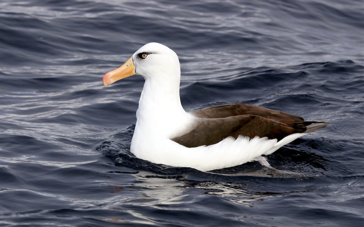 Black-browed Albatross (Campbell) - John O'Malley