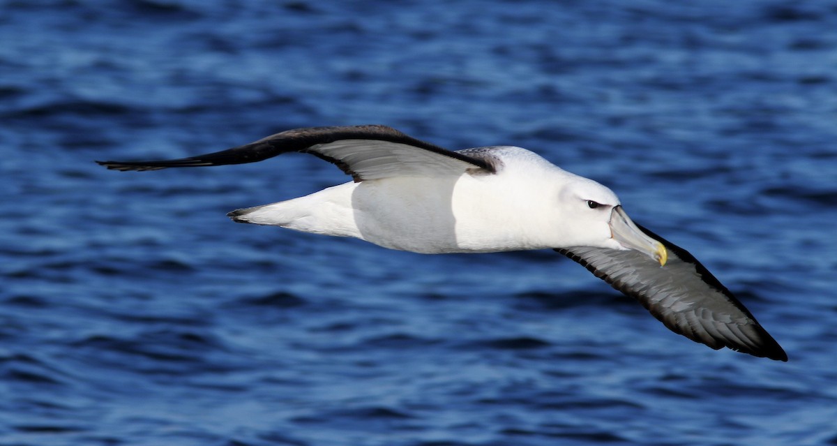 White-capped Albatross (cauta) - John O'Malley