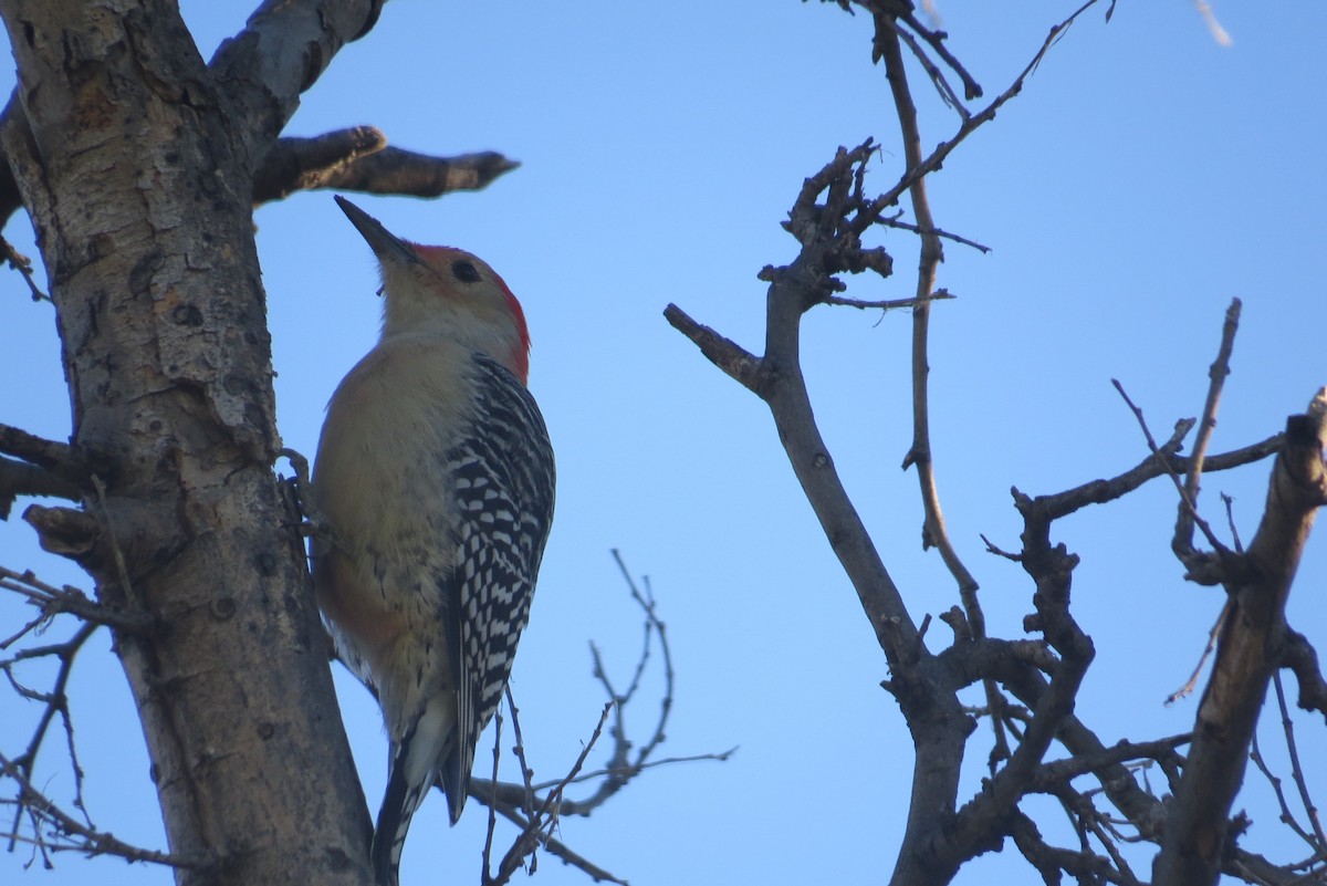 Red-bellied Woodpecker - Bob Nieman