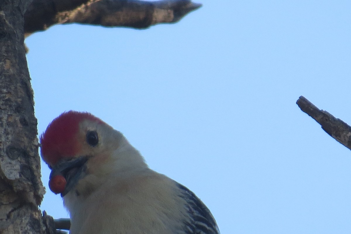 Red-bellied Woodpecker - Bob Nieman