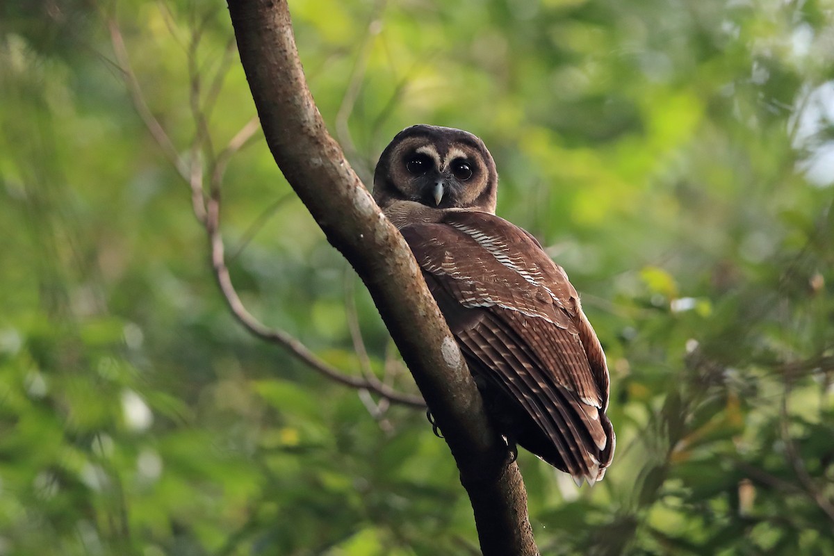 Brown Wood-Owl (Brown) - ML205620341