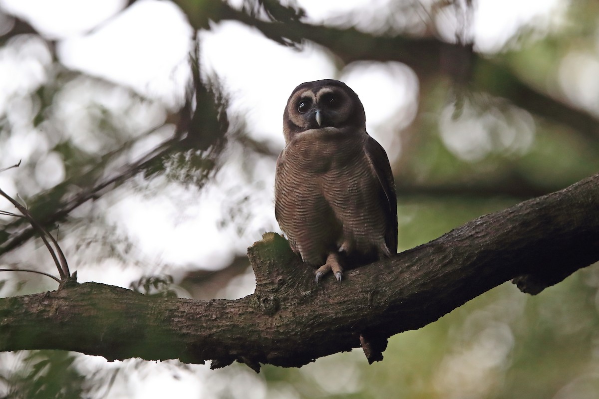 Brown Wood-Owl (Brown) - ML205620351