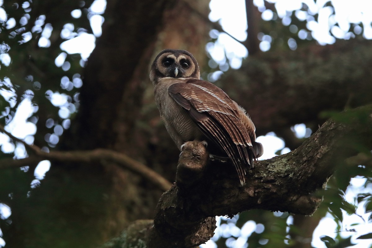 Brown Wood-Owl (Brown) - ML205620361
