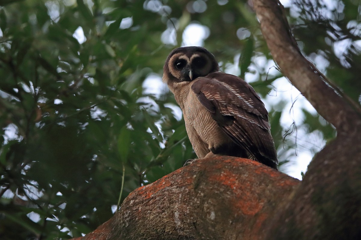Brown Wood-Owl (Brown) - ML205620371
