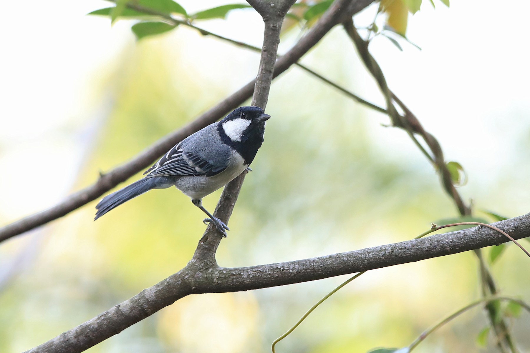 Japanese Tit Commixtus Ebird 7486