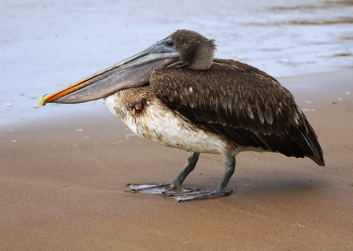 Brown Pelican (Galapagos) - Richard Greenhalgh