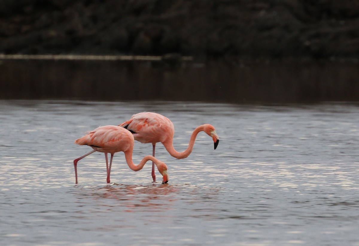 American Flamingo - Richard Greenhalgh