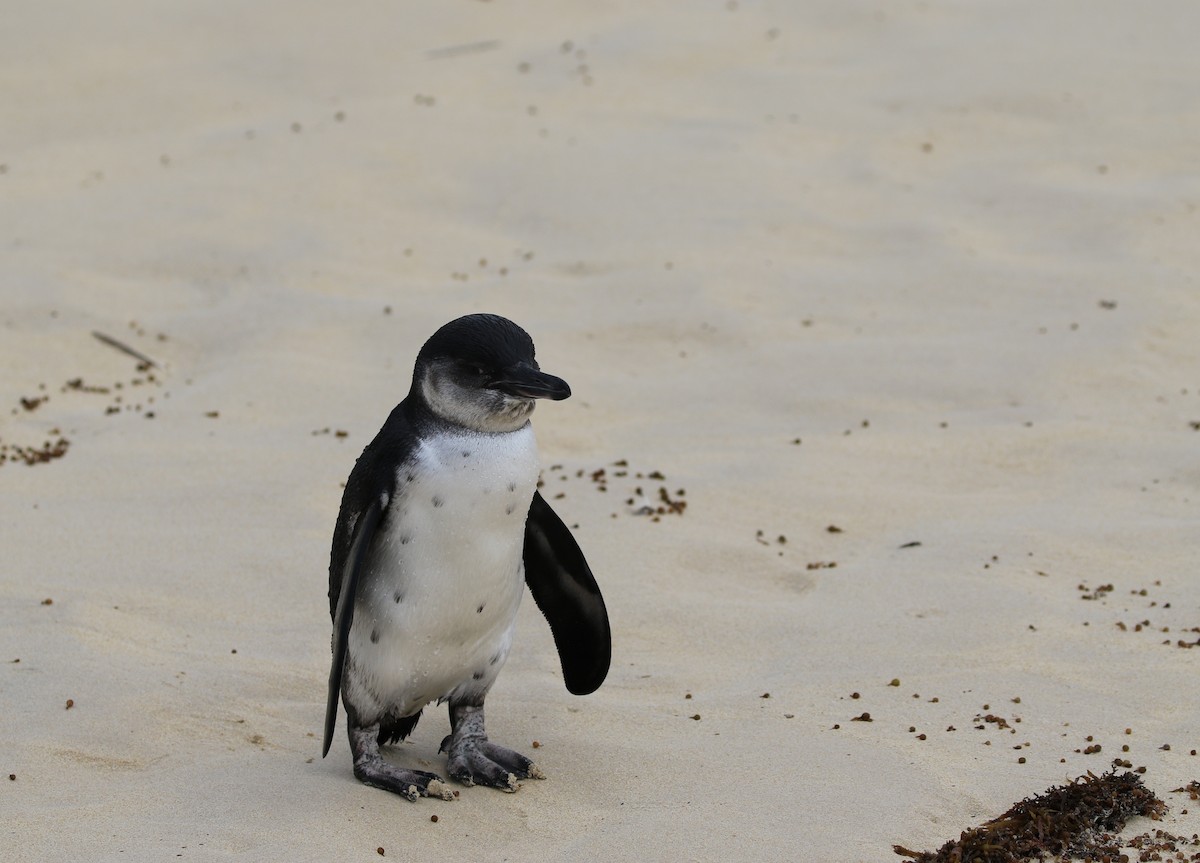 Galapagos Penguin - Richard Greenhalgh