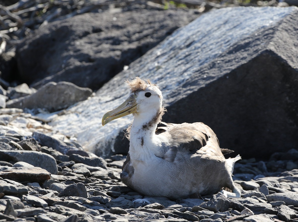 Waved Albatross - Richard Greenhalgh