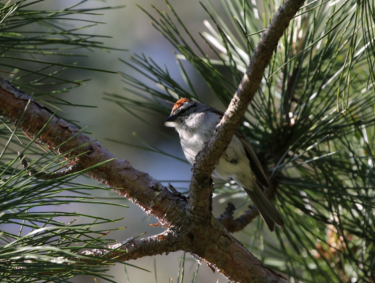 Chipping Sparrow - Richard Greenhalgh