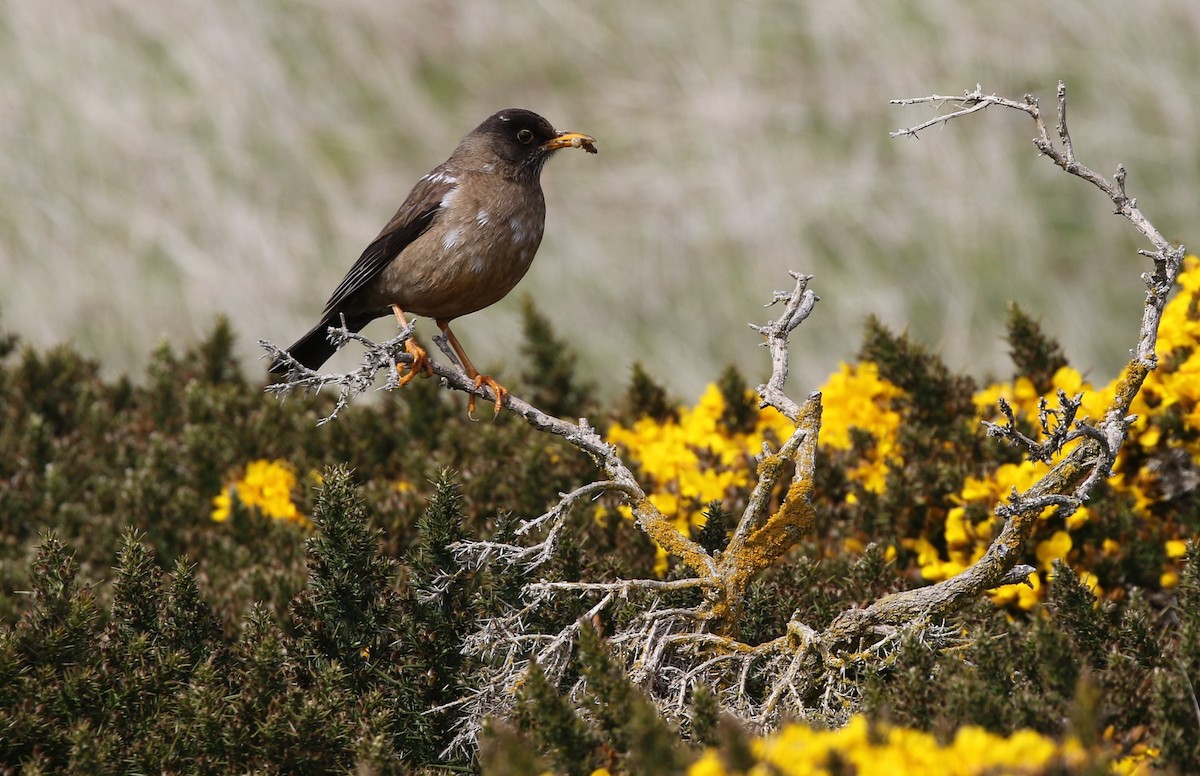 Austral Thrush (Falkland) - Richard Greenhalgh