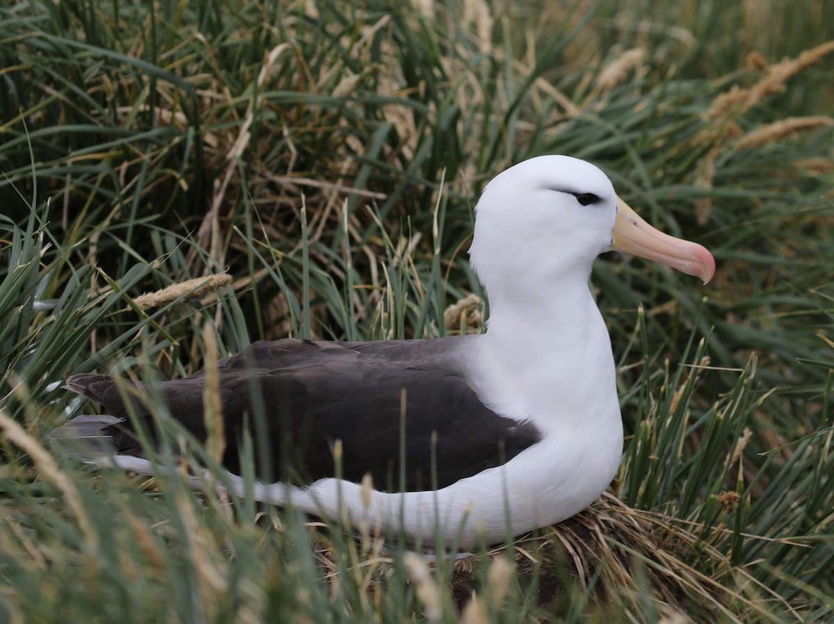Black-browed Albatross (Black-browed) - ML205621381