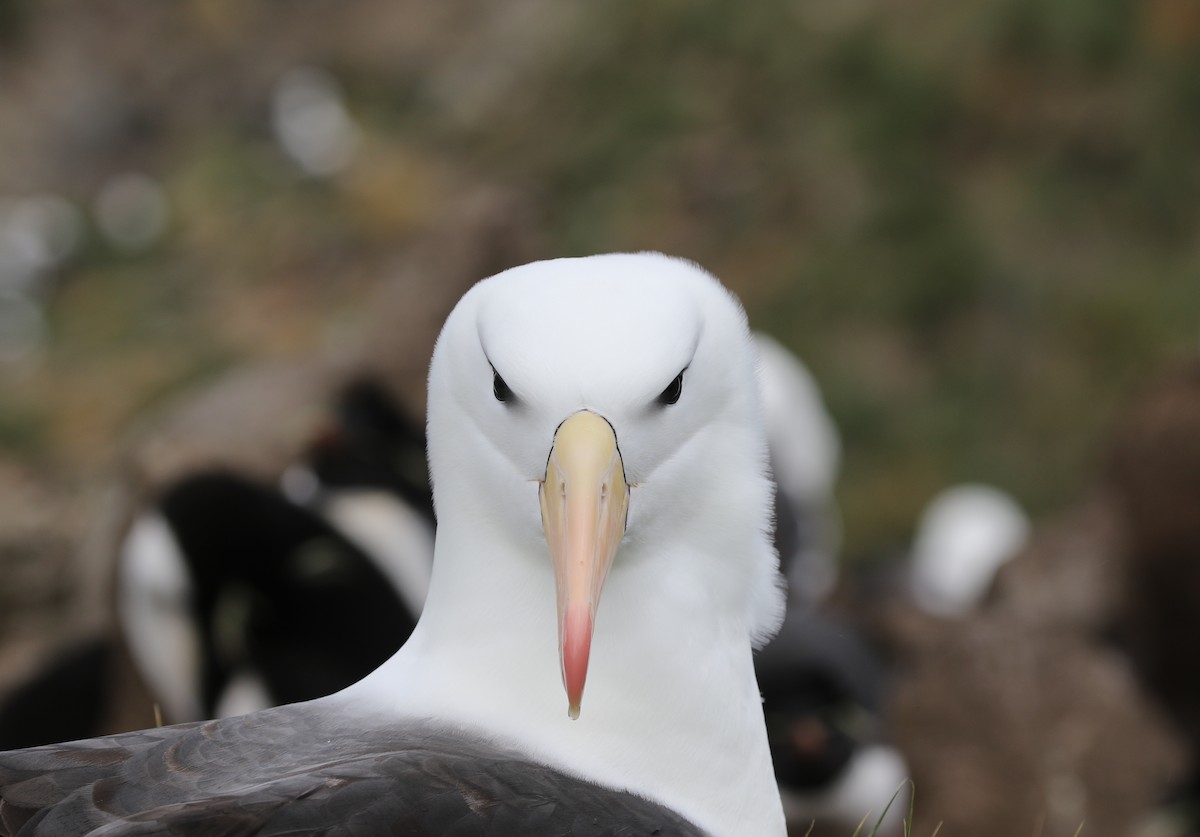 Kara Kaşlı Albatros (melanophris) - ML205621431