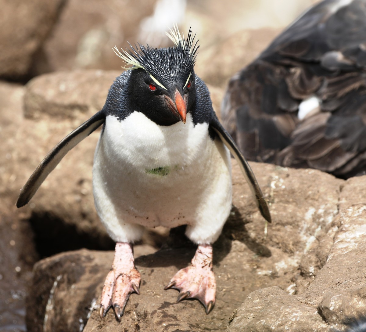 Southern Rockhopper Penguin (Western) - Richard Greenhalgh