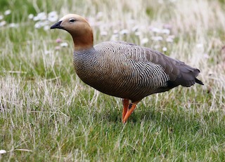 Ruddy-headed Goose, ML205621511