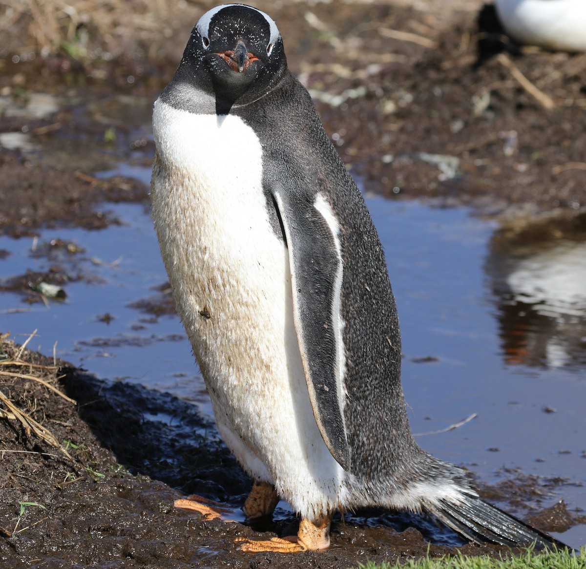 Gentoo Penguin - Richard Greenhalgh