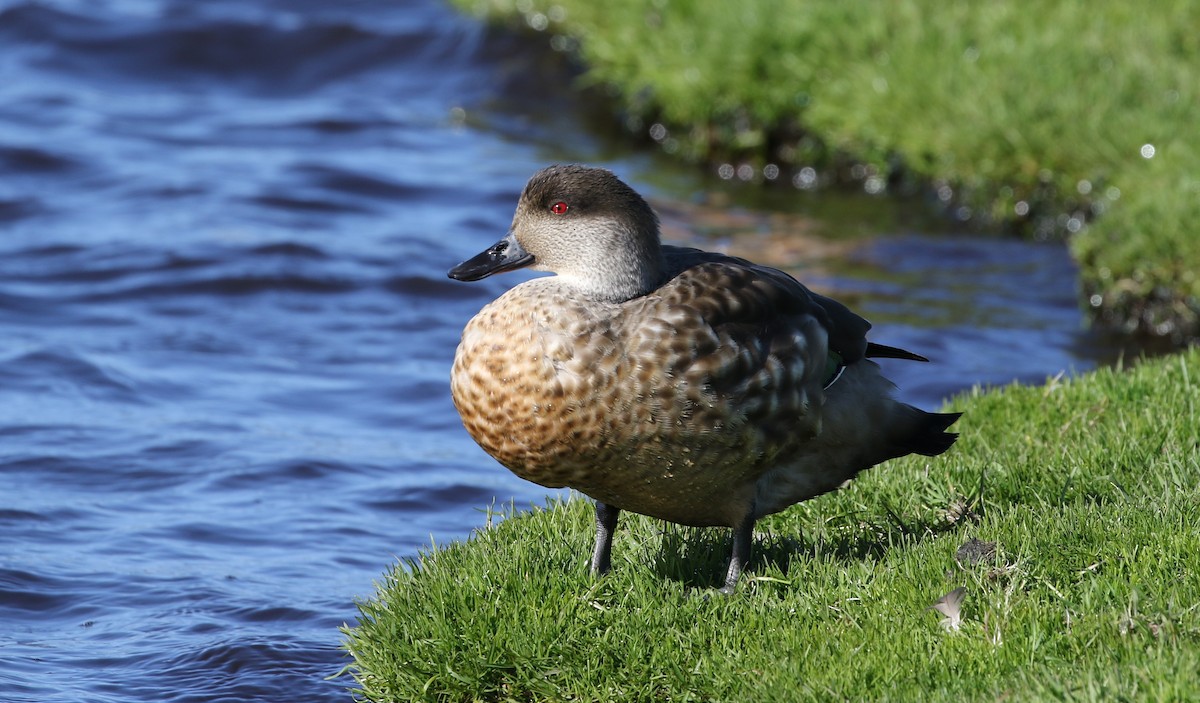 Crested Duck - ML205621621