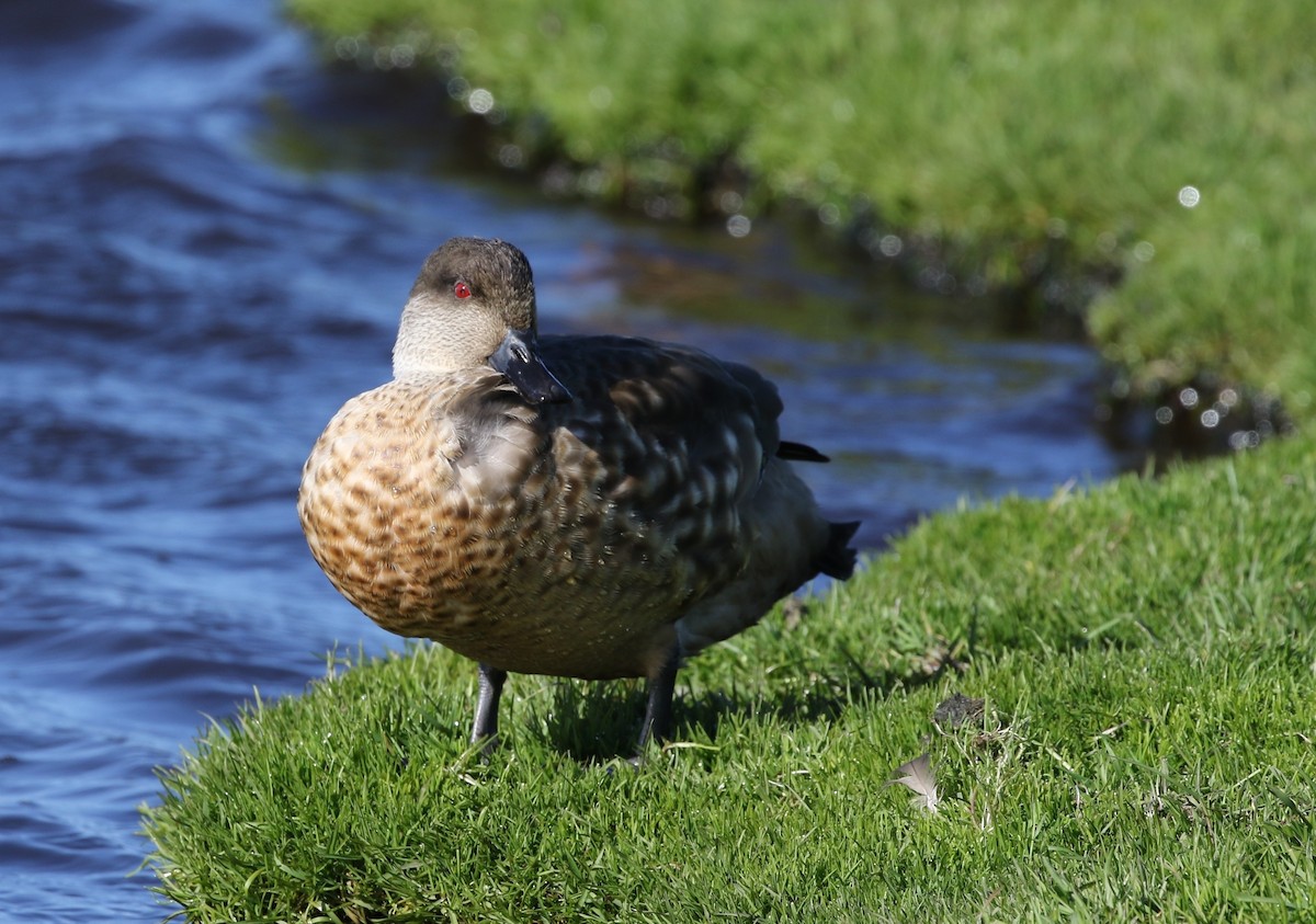 Crested Duck - Richard Greenhalgh