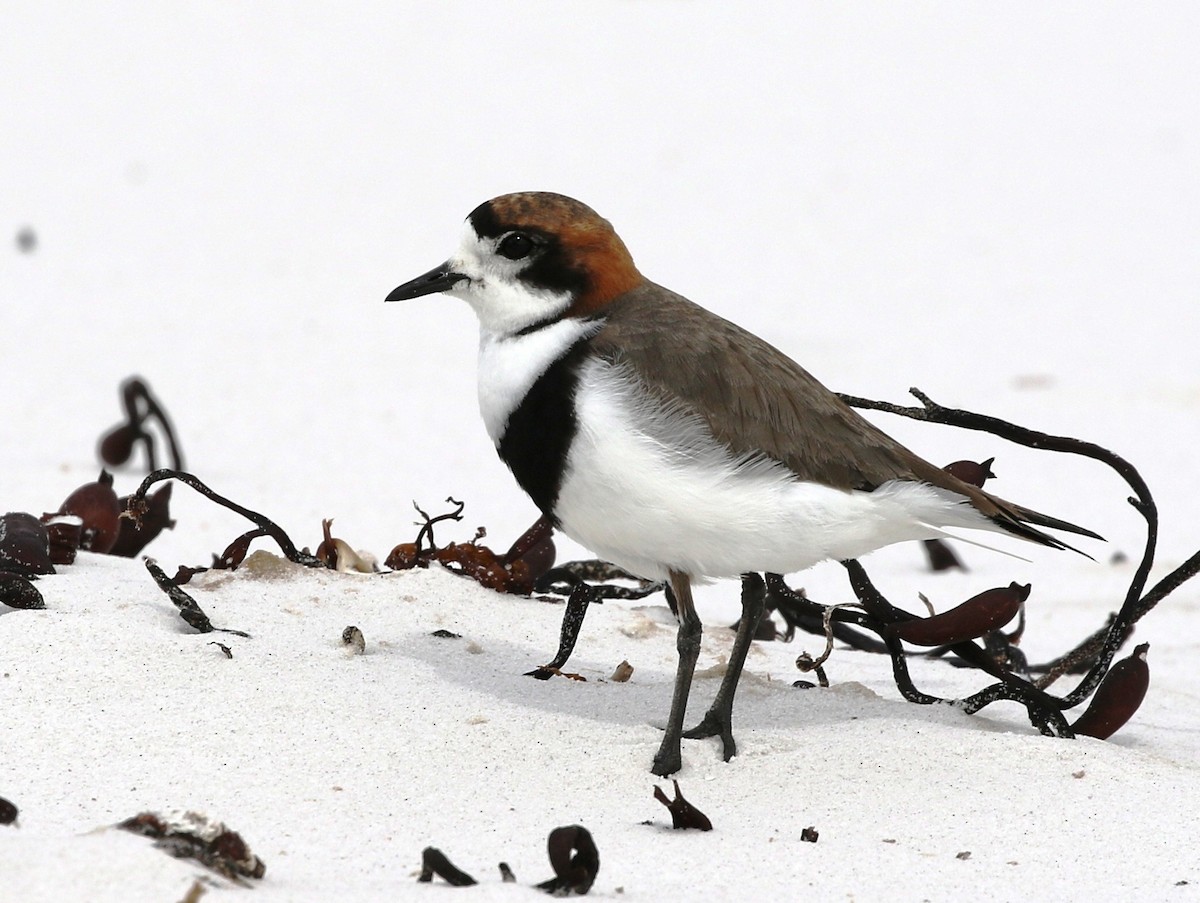 Two-banded Plover - ML205621761