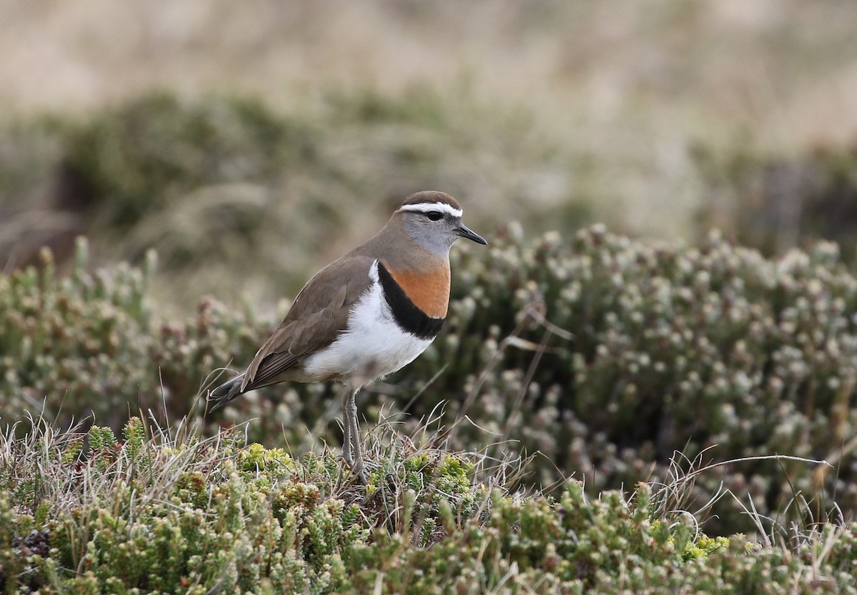 Rufous-chested Dotterel - Richard Greenhalgh