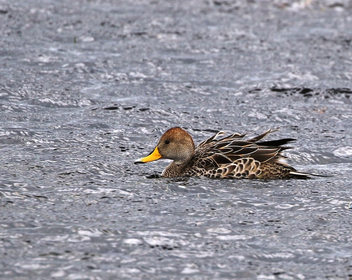 Yellow-billed Pintail (South American) - ML205621881