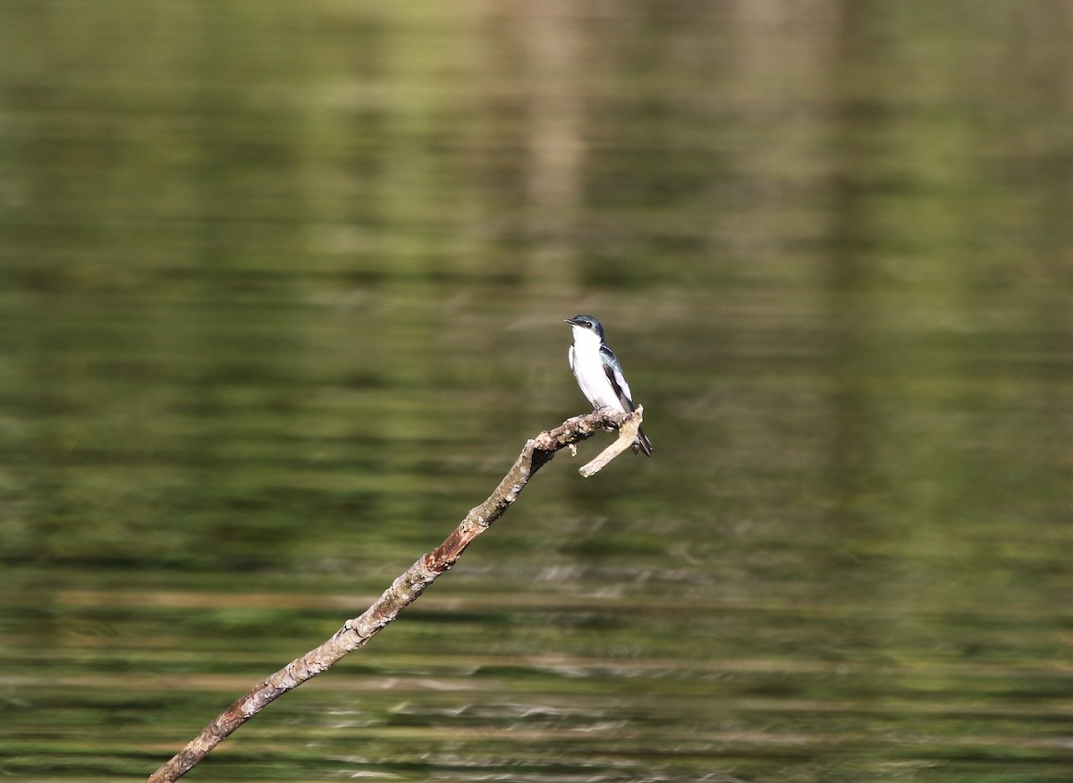 White-winged Swallow - ML205622571