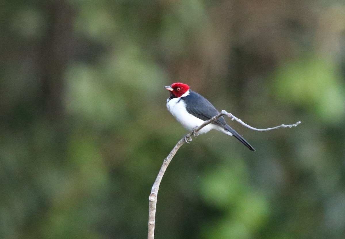 Red-capped Cardinal (Bolivian) - ML205622581