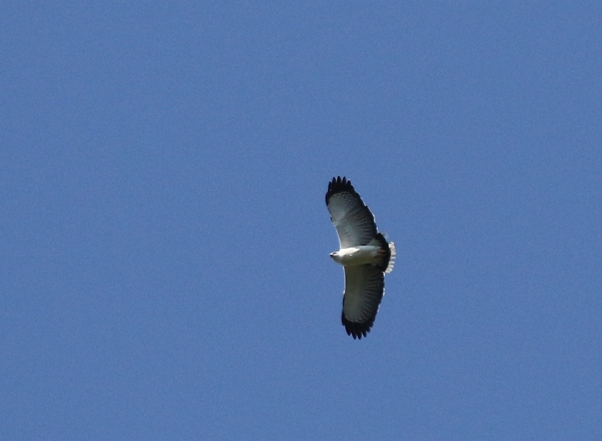 White Hawk (Black-tailed) - ML205622671