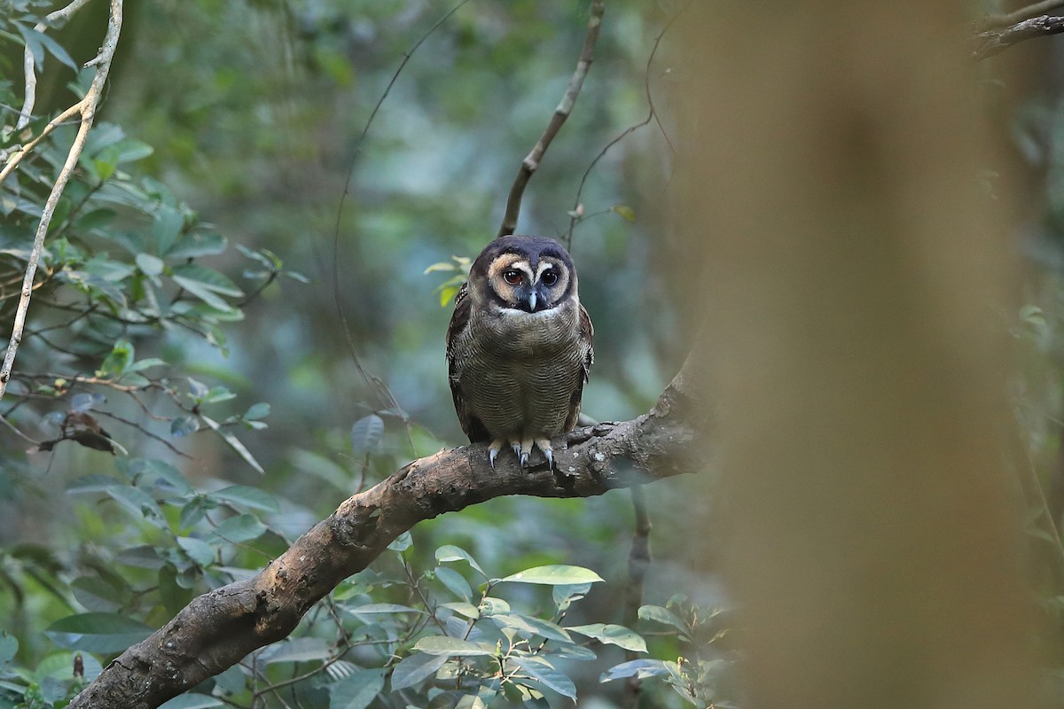 Brown Wood-Owl - ML205622771