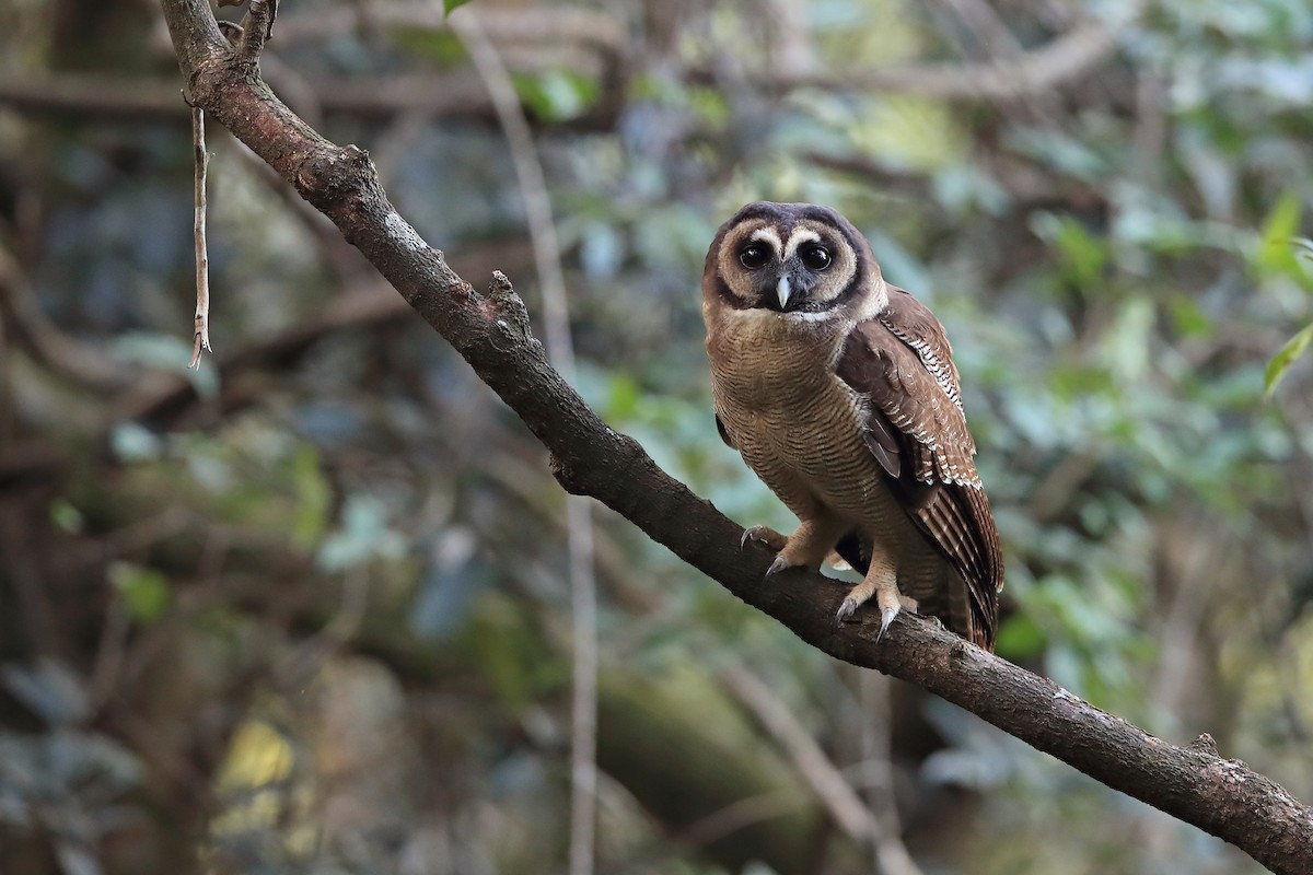 Brown Wood-Owl - ML205622781
