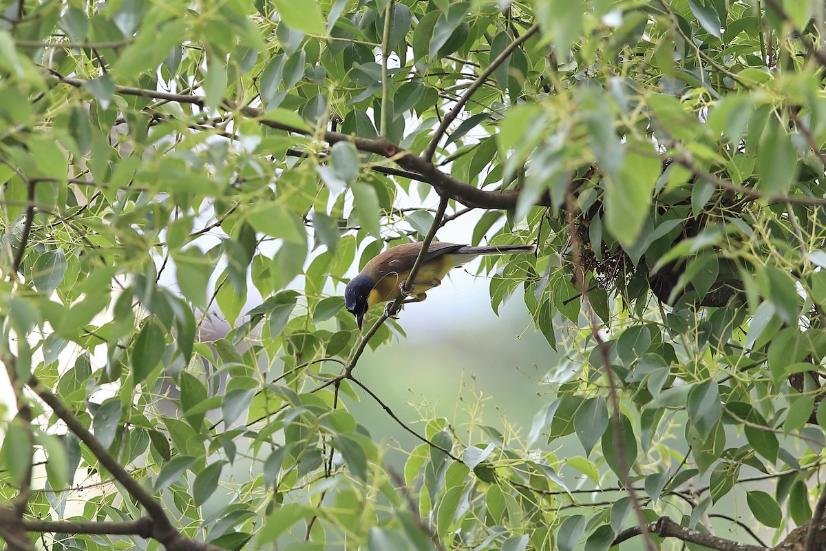 Blue-crowned Laughingthrush - ML205622811
