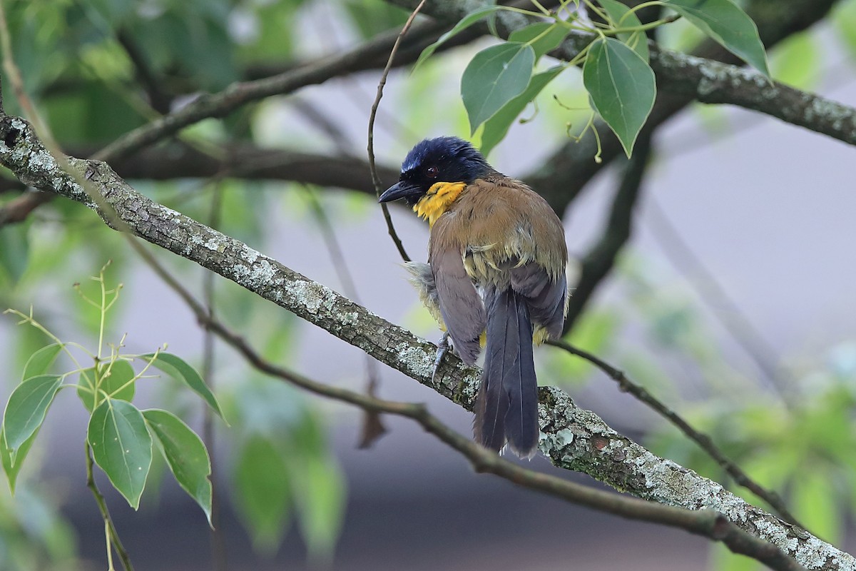 Blue-crowned Laughingthrush - ML205622821