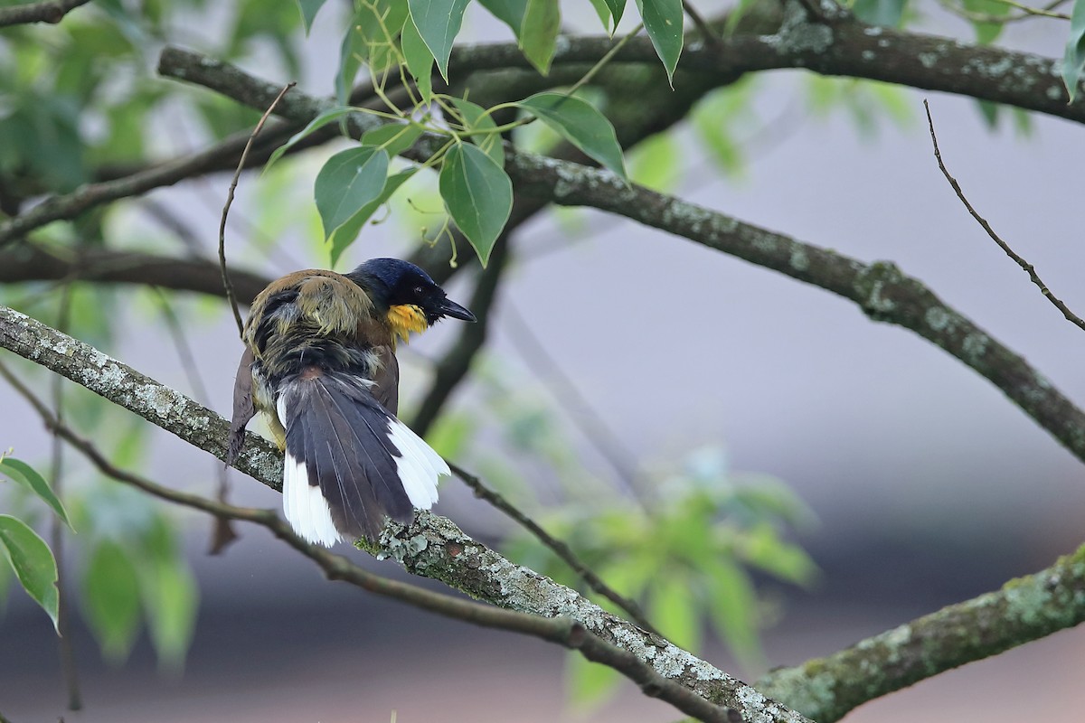 Blue-crowned Laughingthrush - ML205622831