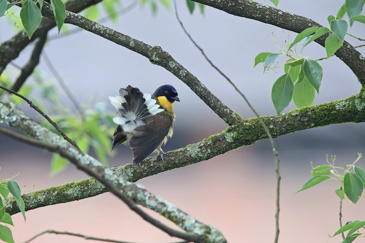 Blue-crowned Laughingthrush - ML205622841